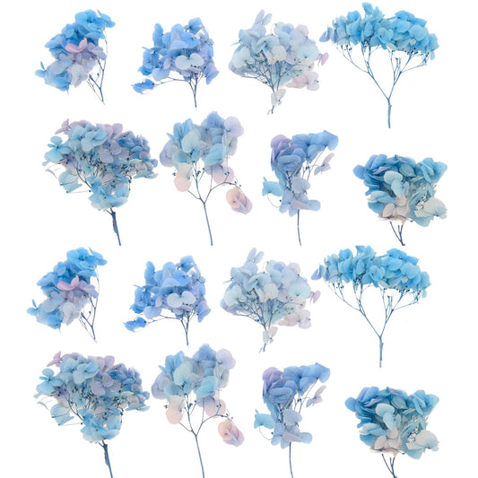 Hortensia bleu - Fleur eternelle