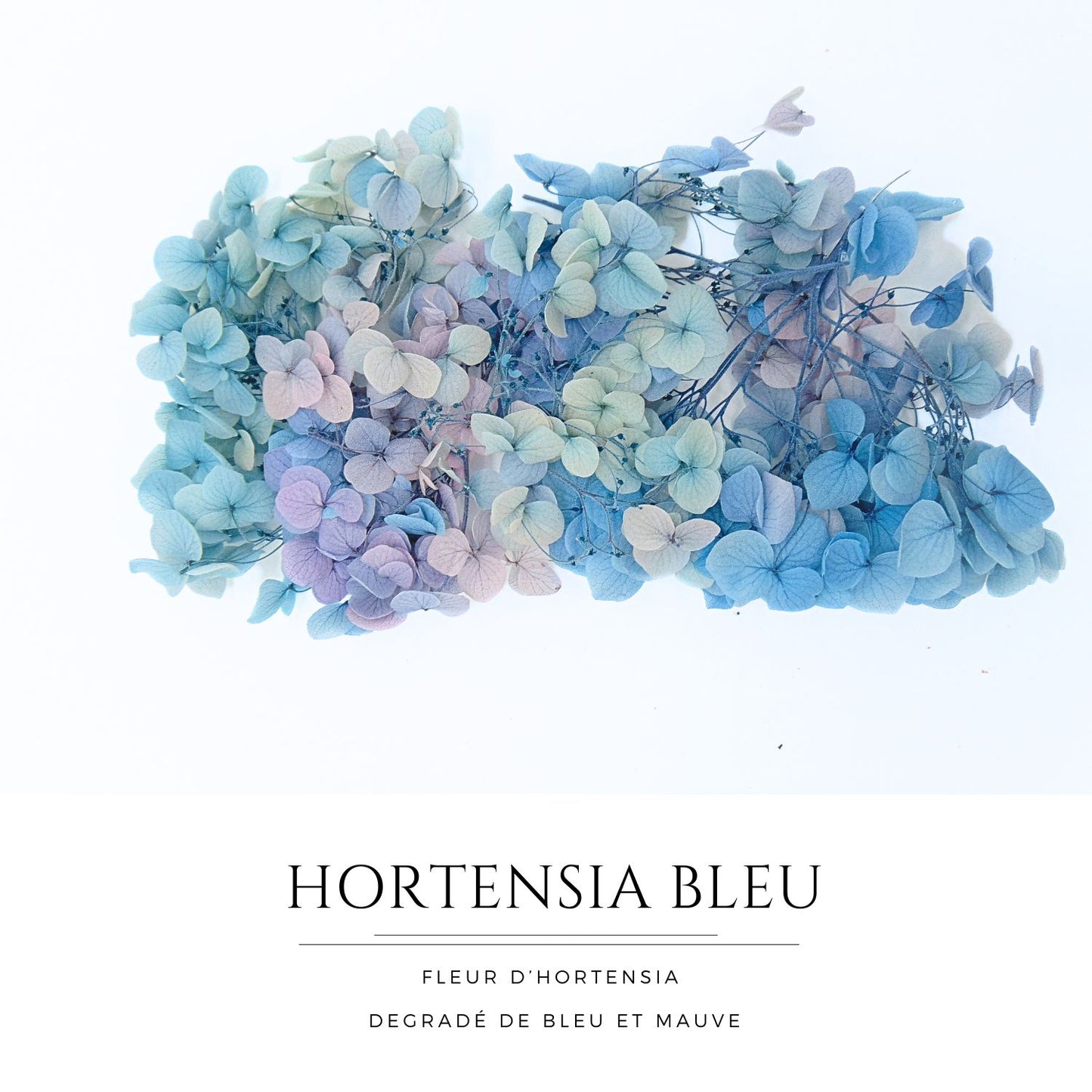 Hortensia bleu - Fleur eternelle