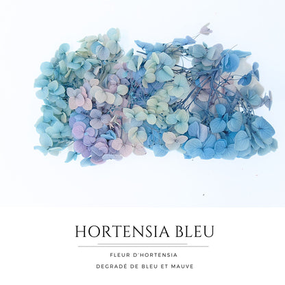 Hortensia bleu - Fleur eternelle