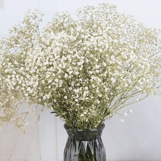 Gypsophile Blanc séchée et préservée Mariage