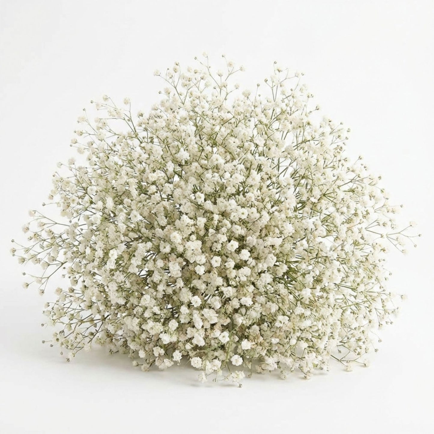 Gypsophile Blanc séchée et préservée Mariage