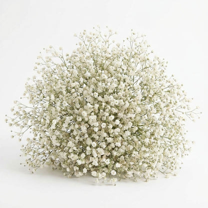 Gypsophile Blanc séchée et préservée Mariage