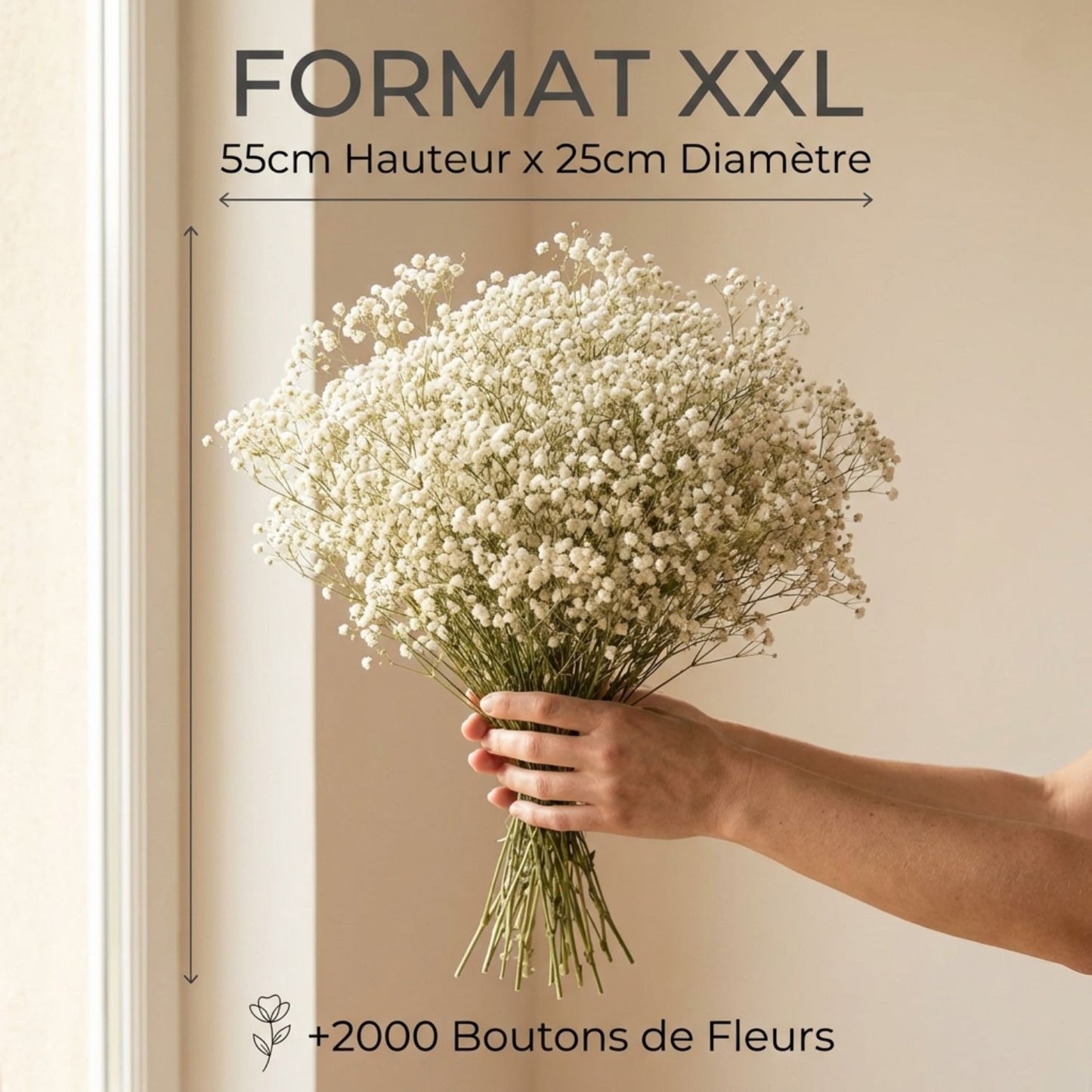 Gypsophile Blanc séchée et préservée Mariage