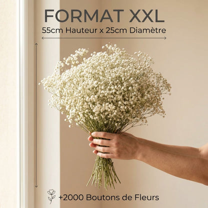 Gypsophile Blanc séchée et préservée Mariage