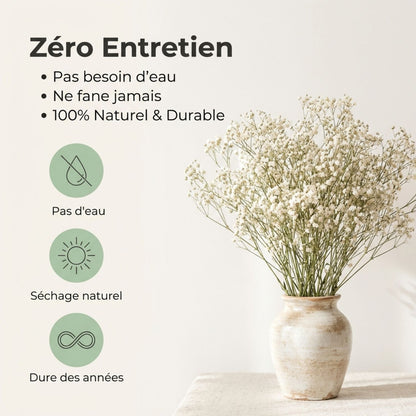 Gypsophile Blanc séchée et préservée Mariage