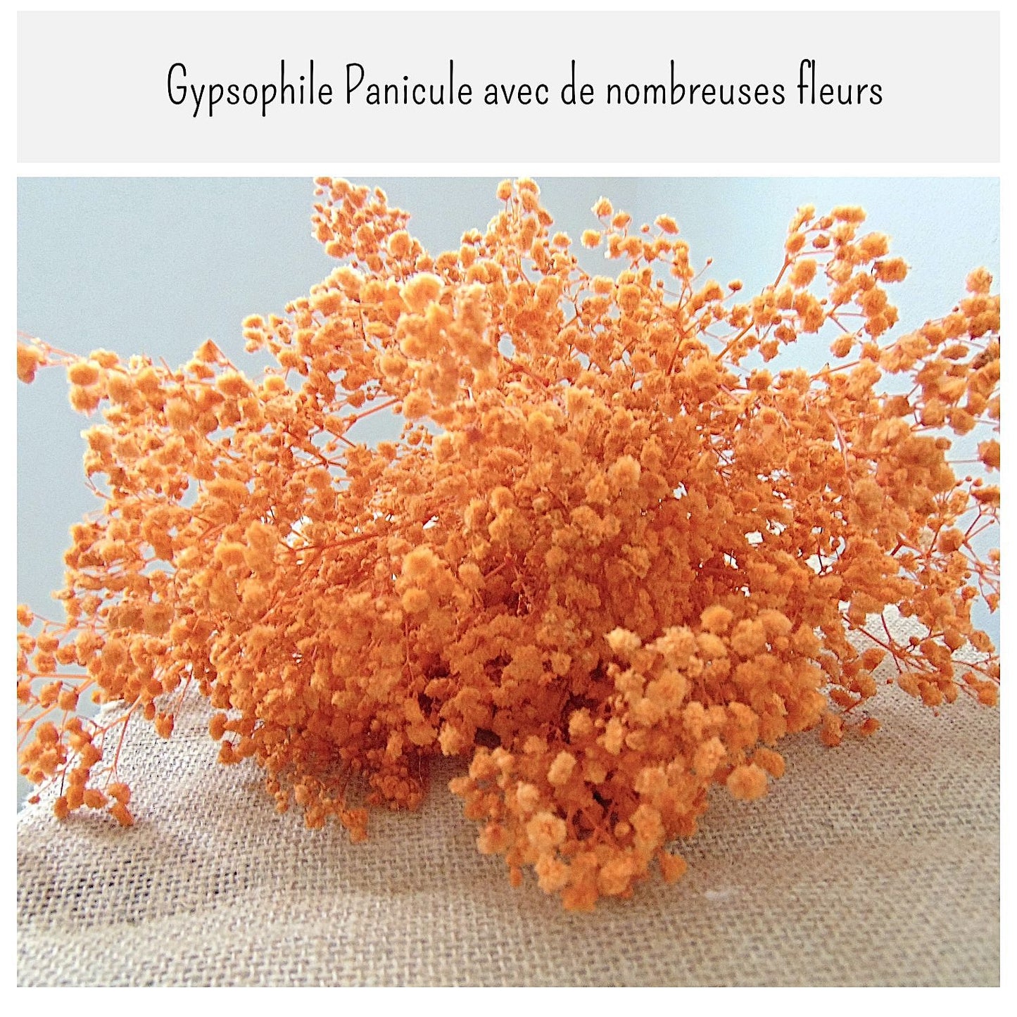 Gypsophile Orange séchée naturel Mariage