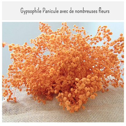 Gypsophile Orange séchée naturel Mariage