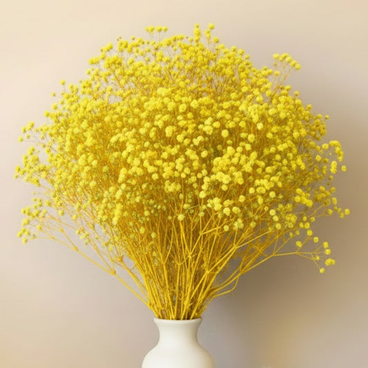 Gypsophile Jaune séchée naturel Mariage