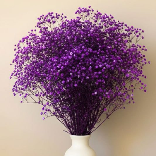 Gypsophile Violet stabilisé naturel Mariage