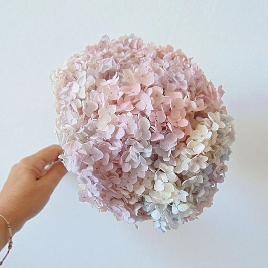 Hortensia Anna Stabilisé Pastel