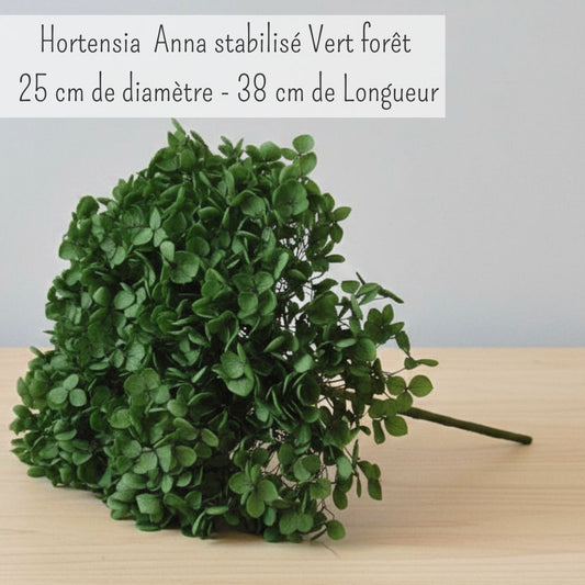 Hortensia Stabilisé Vert- Fleurs éternelle