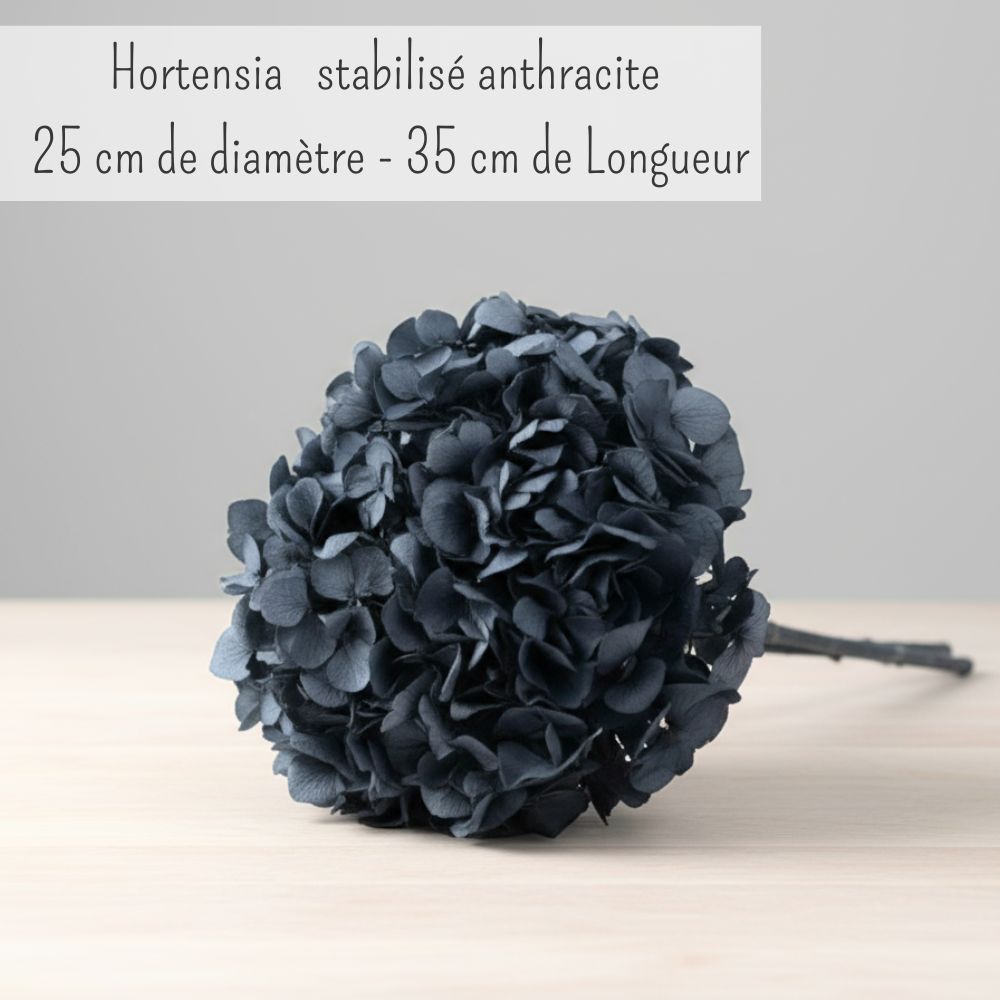 Hortensia Stabilisé séché Gris Anthracite