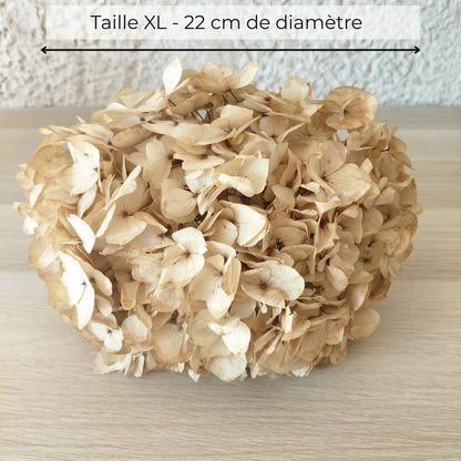 Hortensia Stabilisé beige - Fleurs éternelle