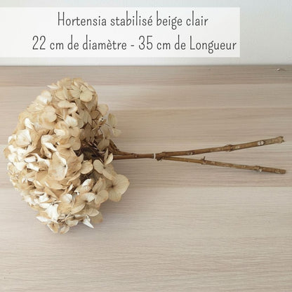 Hortensia Stabilisé beige - Fleurs éternelle