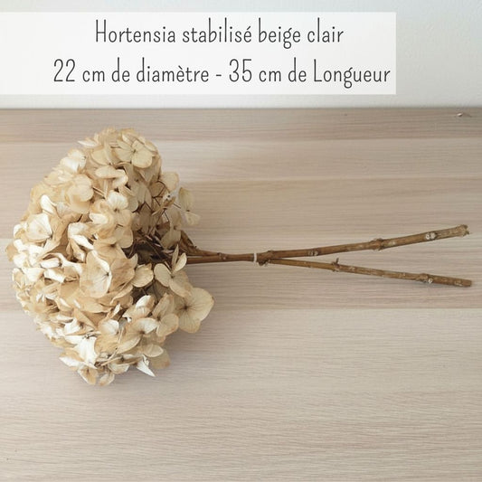 Hortensia Stabilisé beige - Fleurs éternelle