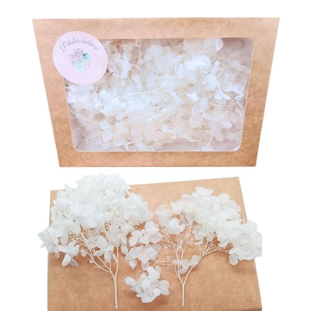 Fleurs d'Hortensia stabilisé blanc