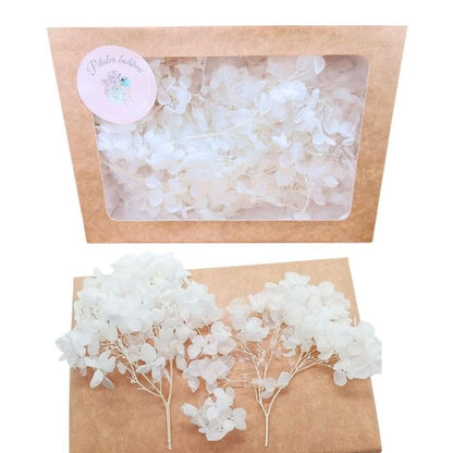 Fleurs d'Hortensia stabilisé blanc