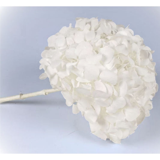 Hortensia Stabilisé blanc - Fleurs éternelle