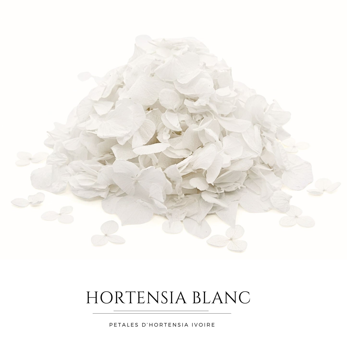 Pétales d'Hortensia séché blanc - Confettis de Mariage