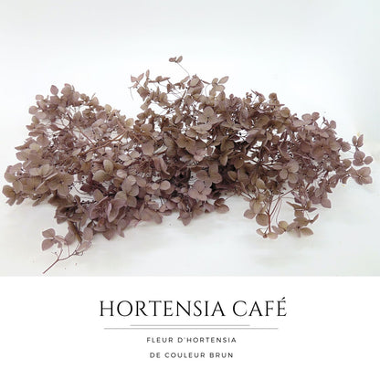 Fleurs d'Hortensia couleur café