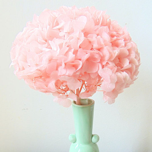 Hortensia Stabilisé séché Rose pale -Fleur éternelle