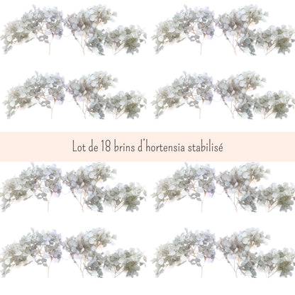 Fleurs d'Hortensia gris clair