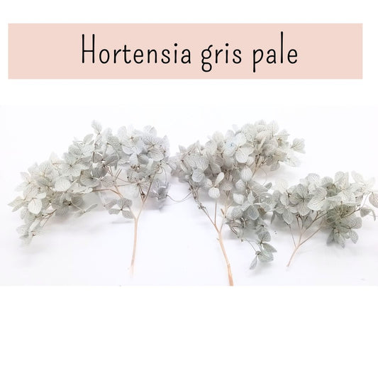 Fleurs d'Hortensia gris clair