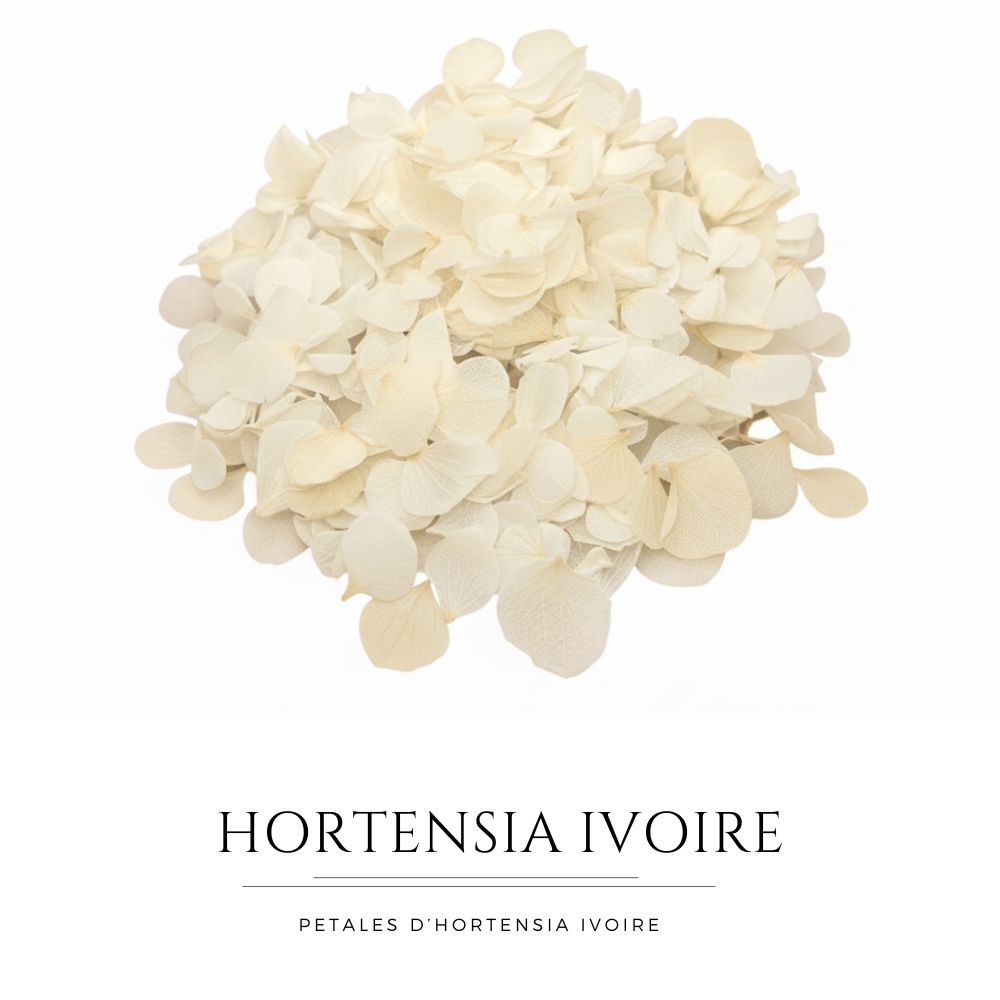 Pétales d'Hortensia séché ivoire - Confettis fleurs Mariage
