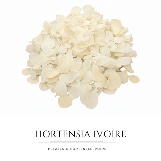 Pétales d'Hortensia séché ivoire - Confettis fleurs Mariage