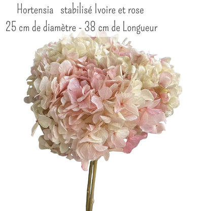 Hortensia Anna Stabilisé Vintage Rose et ivoire