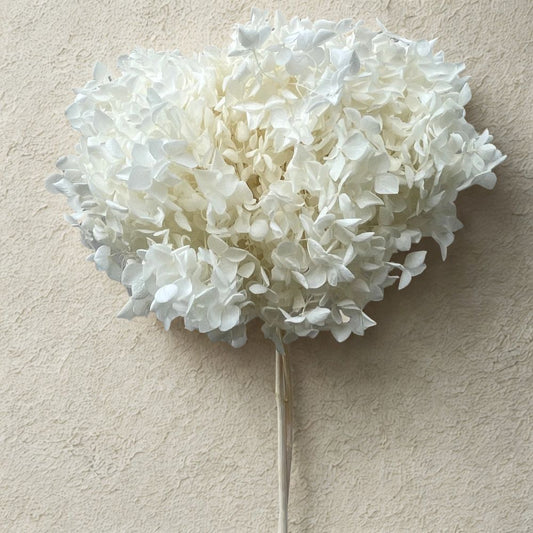Hortensia Anna Stabilisé Blanc Ivoire - Fleurs éternelle