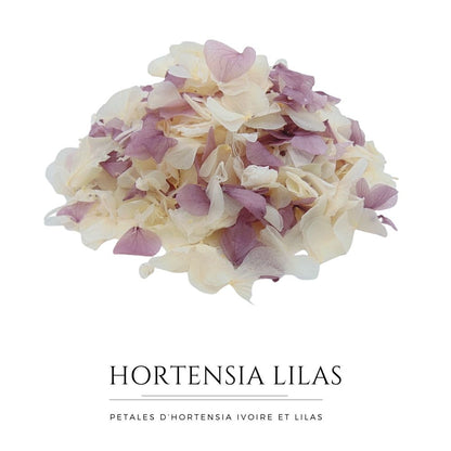 Pétales d'Hortensia Lilas Ivoire - Confettis de Mariage