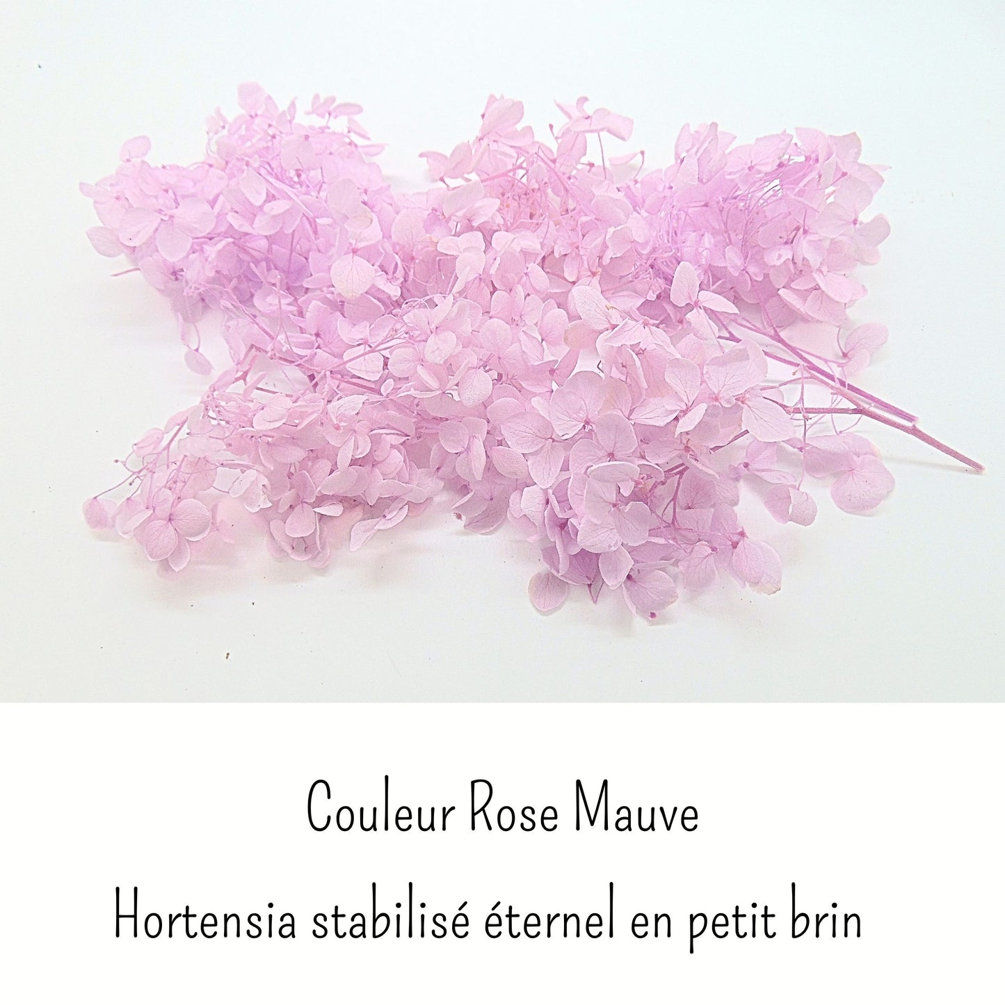 Hortensia Rose mauve - Fleur éternelle