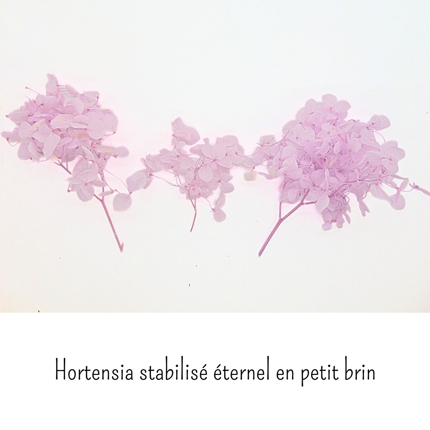 Hortensia Rose mauve - Fleur éternelle