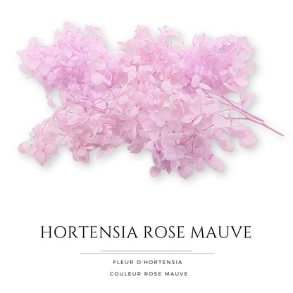 Hortensia Rose mauve - Fleur éternelle