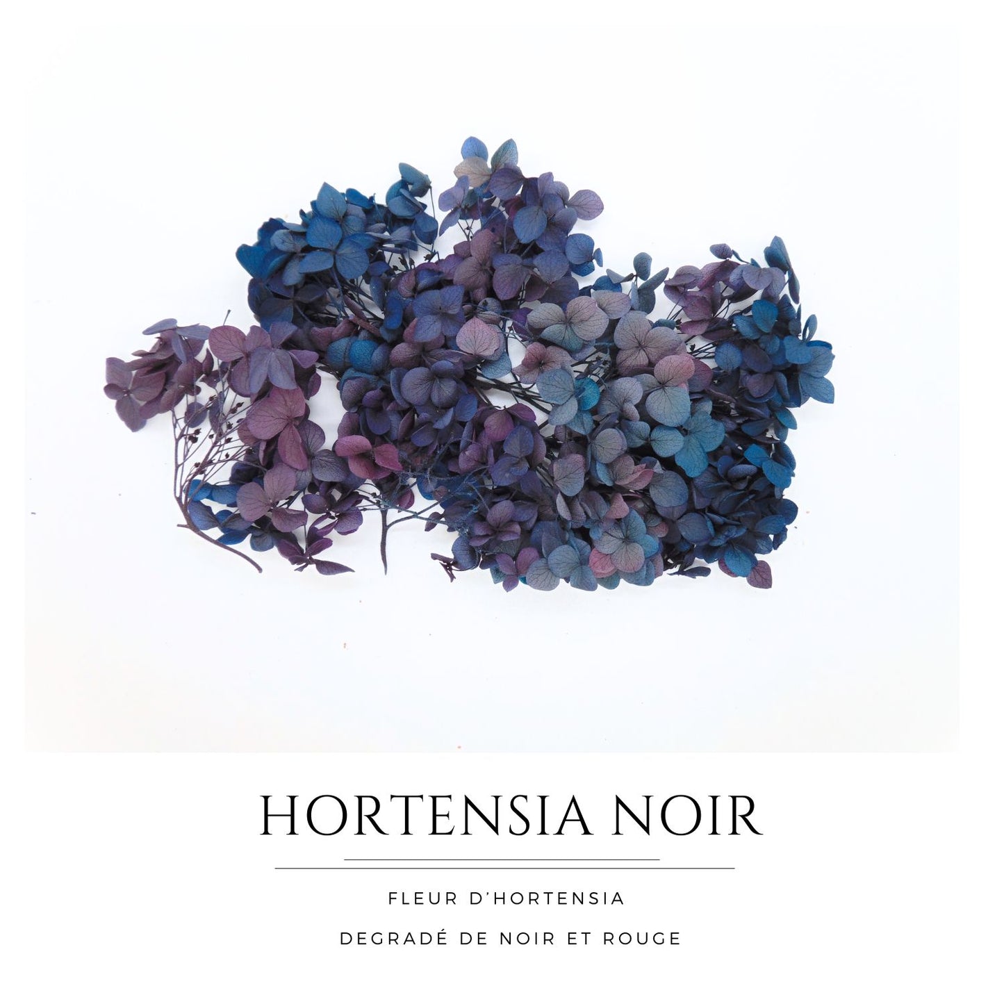 Hortensia Noir rouge - Fleur éternelle