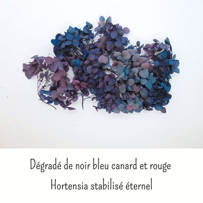 Hortensia Noir rouge - Fleur éternelle