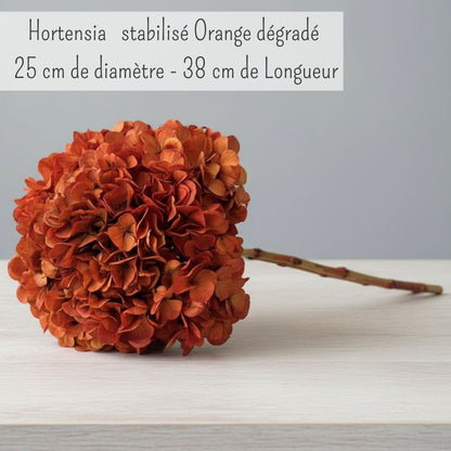 Hortensia Stabilisé Orange Automne- Fleurs éternelle