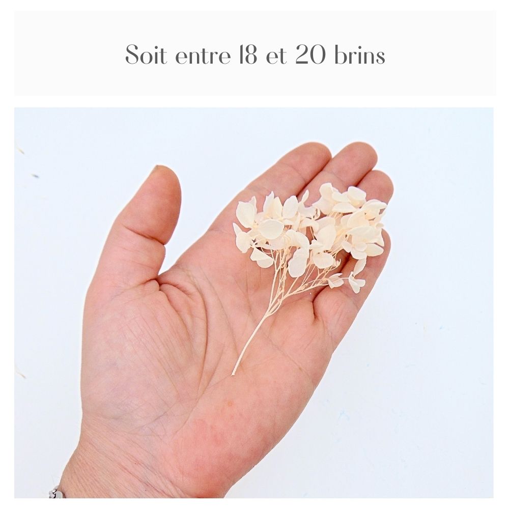 Fleurs d'Hortensia pêche