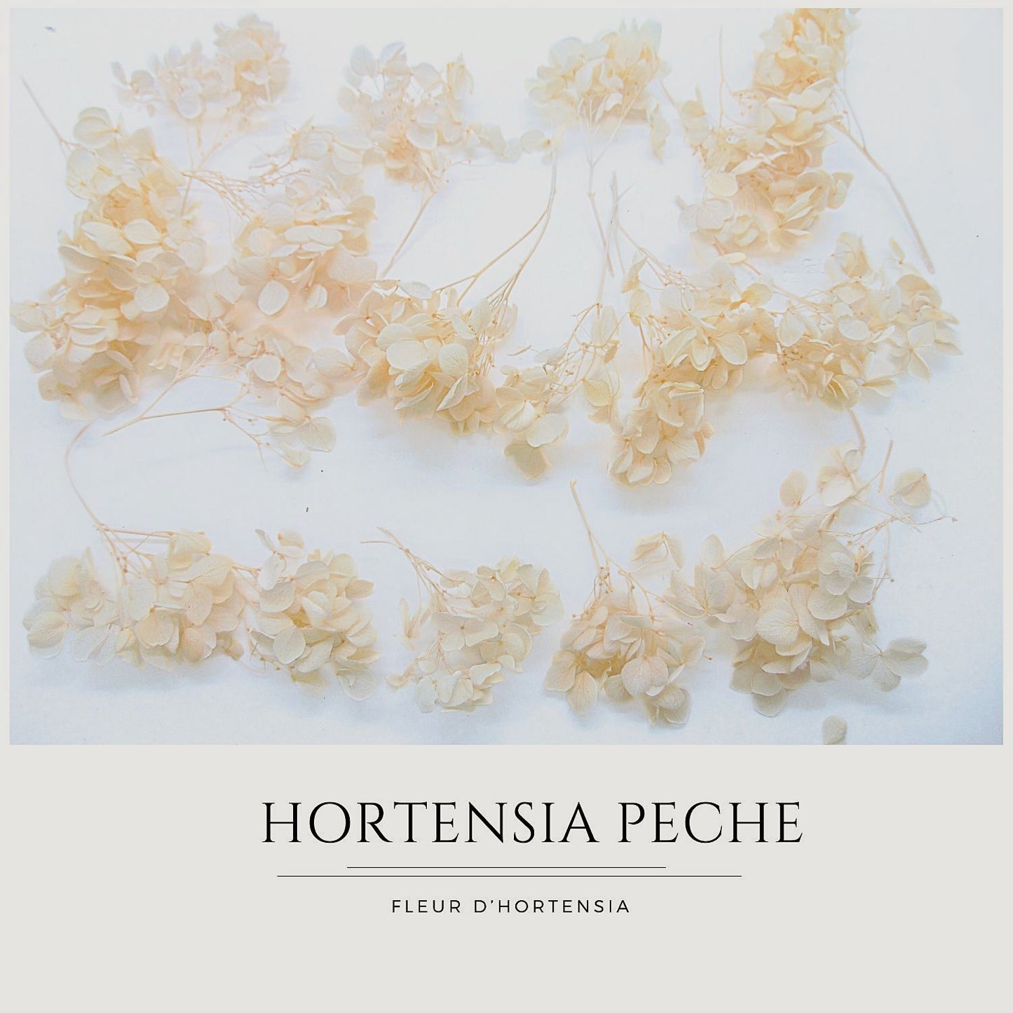 Fleurs d'Hortensia pêche