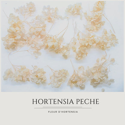 Fleurs d'Hortensia pêche