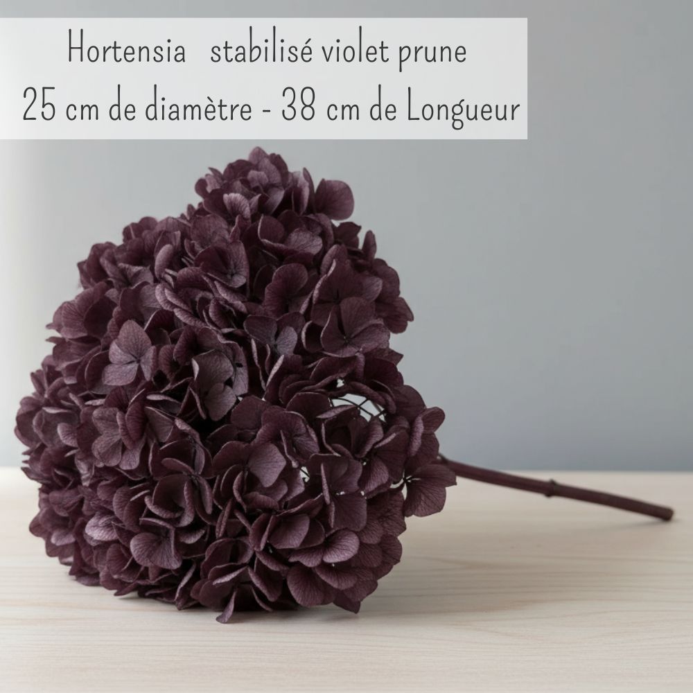Hortensia Stabilisé Violet Prune - Fleurs éternelle