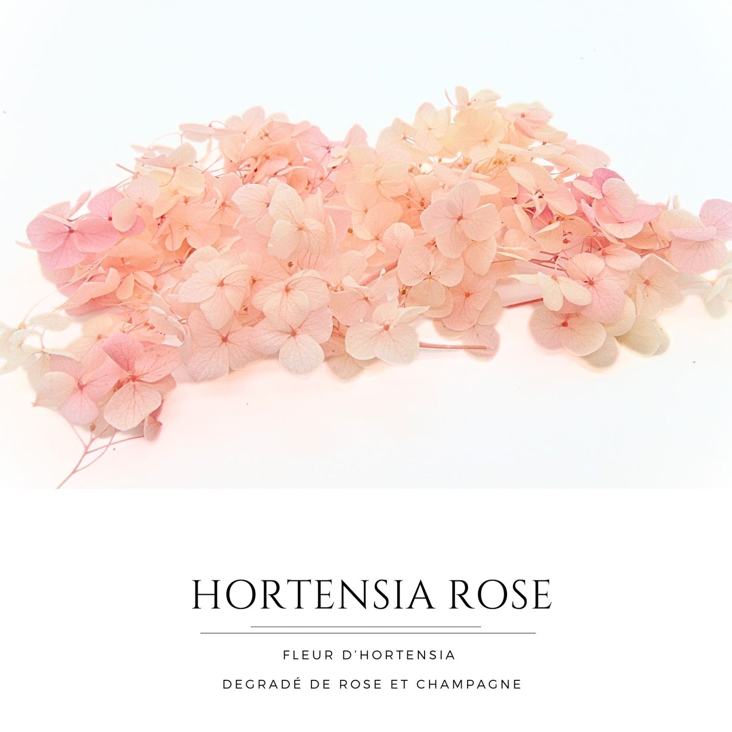 Hortensia rose et champagne - Fleur eternelle