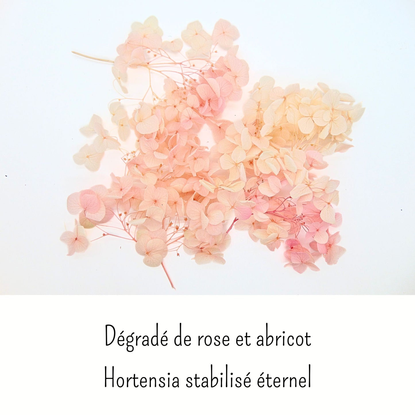 Hortensia rose et champagne - Fleur eternelle