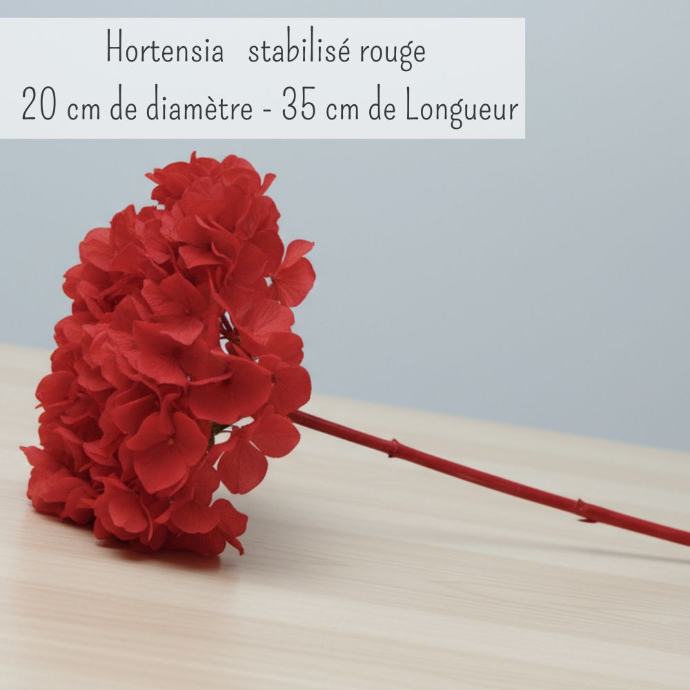 Hortensia Stabilisé Rouge - Fleurs éternelle