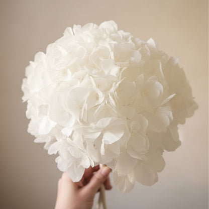 Hortensia Stabilisé blanc - Fleurs éternelle