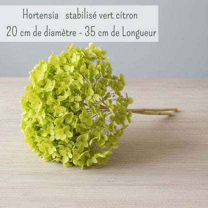 Hortensia Stabilisé Séché Vert citron -Fleur éternelle