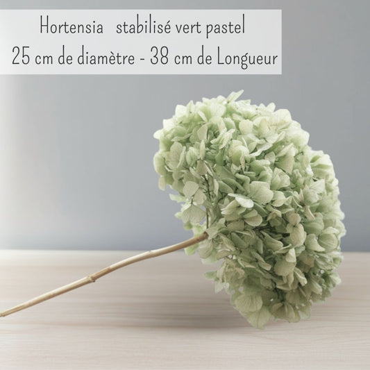 Hortensia Stabilisé Vert Sauge pastel - Fleurs éternelle
