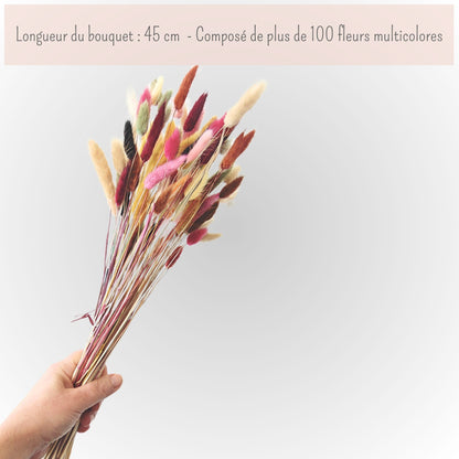 Botte de Lagurus Multicolore
