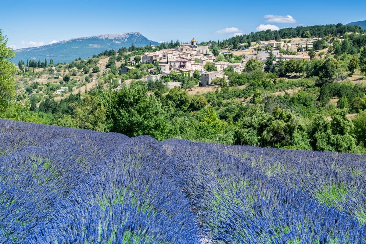 Champs de Lavande bleue de Provence